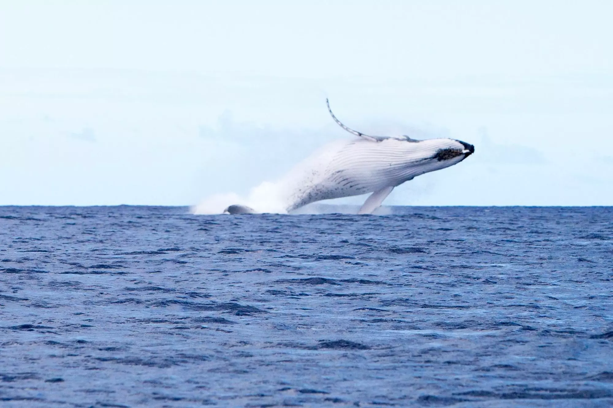 Whale Watching Tours in Rarotonga with Rongohiva WaterSports